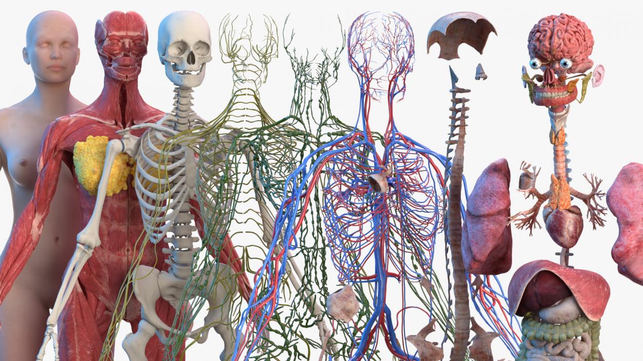 3D Complete Male and Female Body Anatomy Collection model