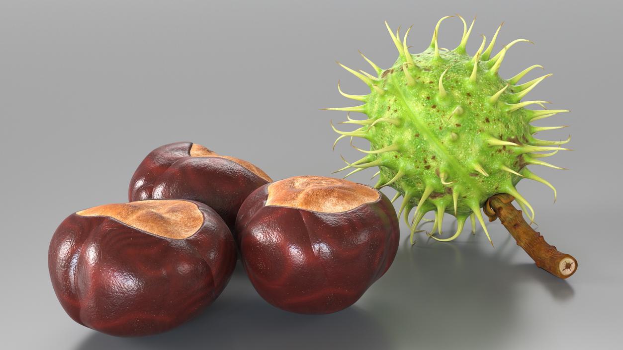 3D Horse Chestnut Set model