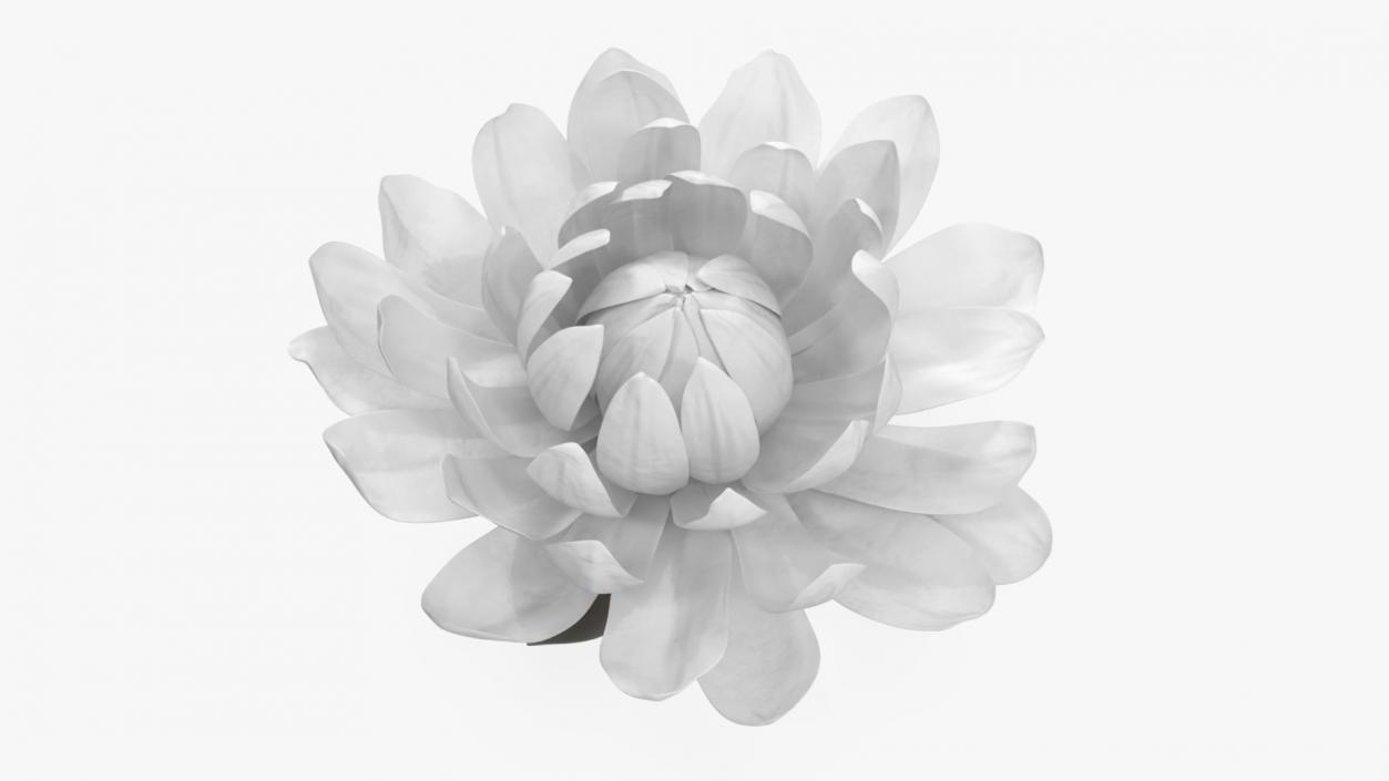 3D model Flower Victoria Amazonica