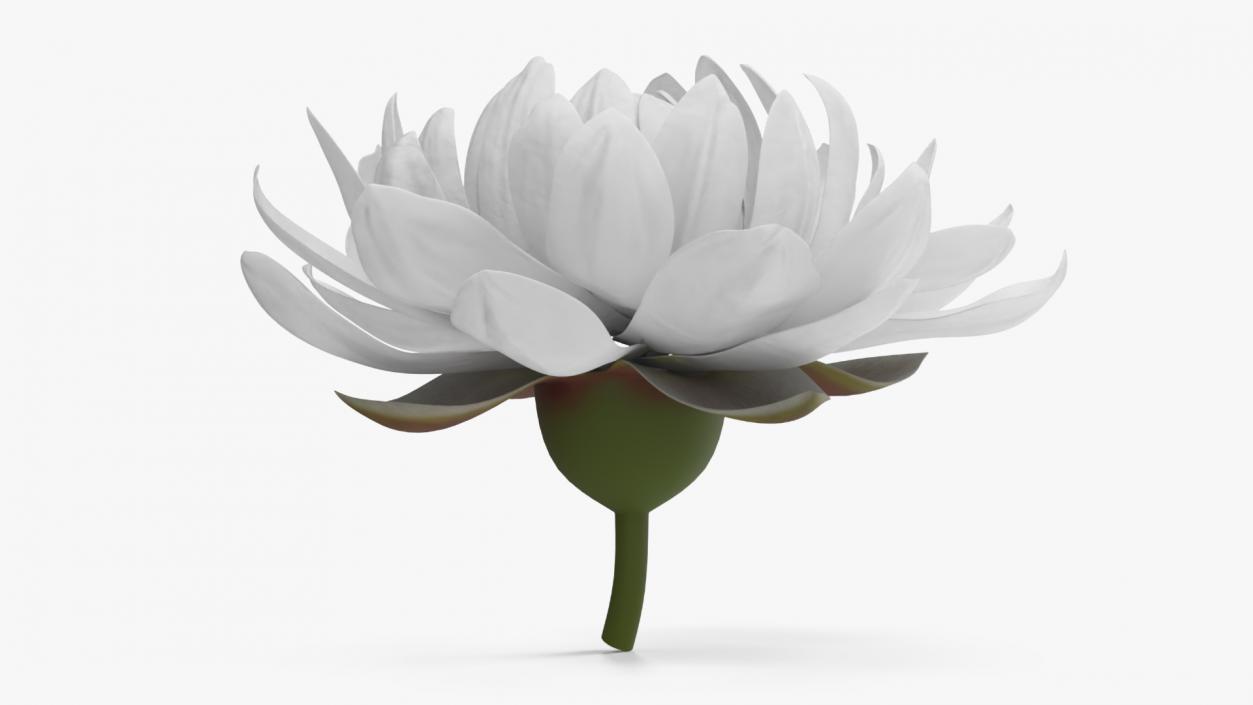 3D model Flower Victoria Amazonica