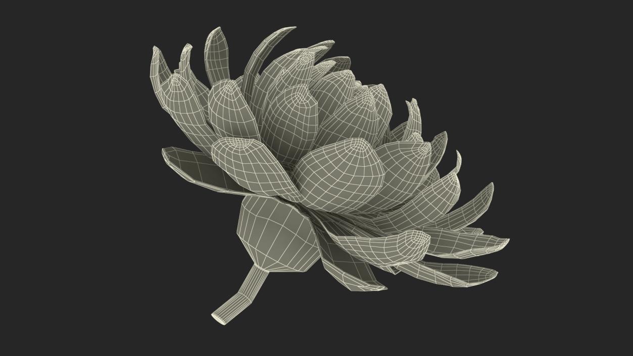 3D model Flower Victoria Amazonica