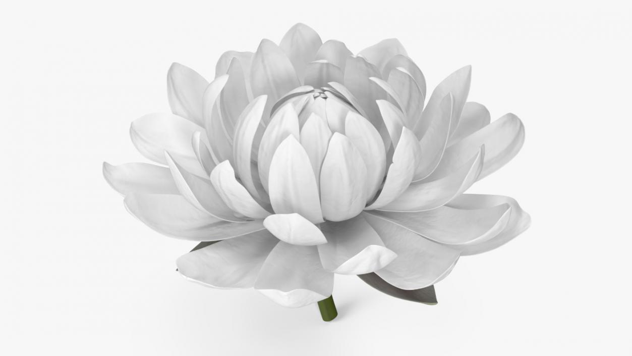 3D model Flower Victoria Amazonica