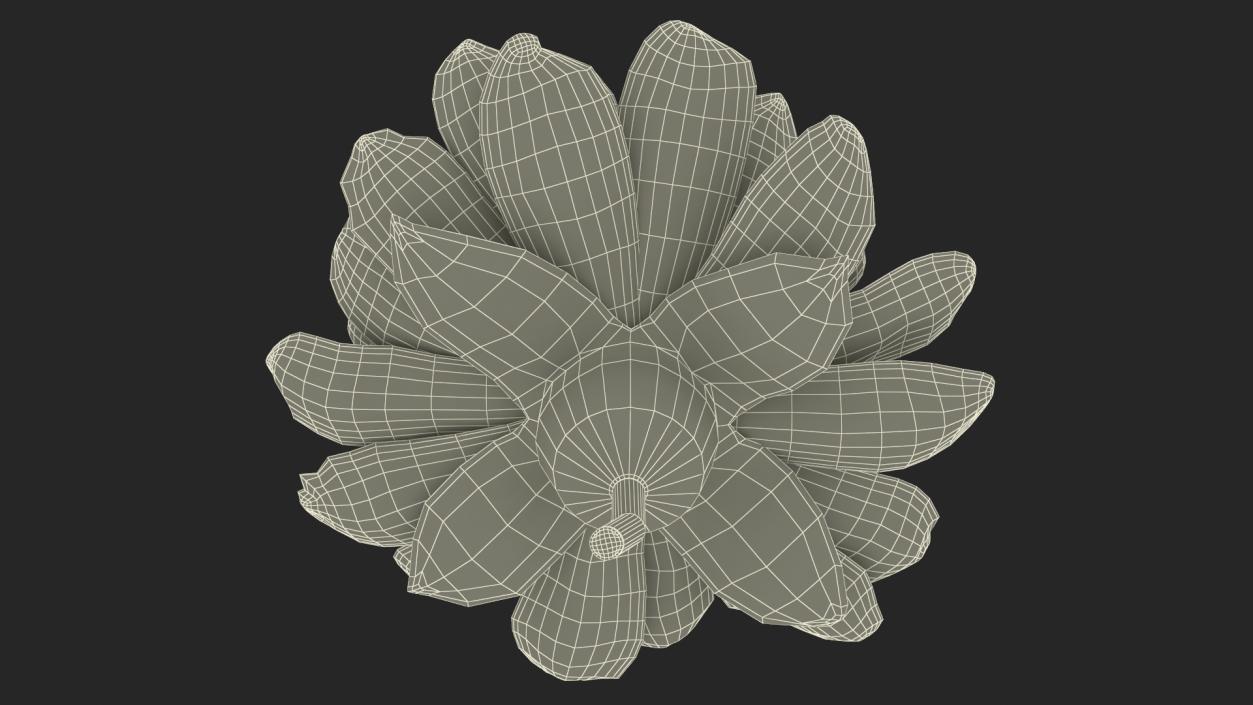 3D model Flower Victoria Amazonica