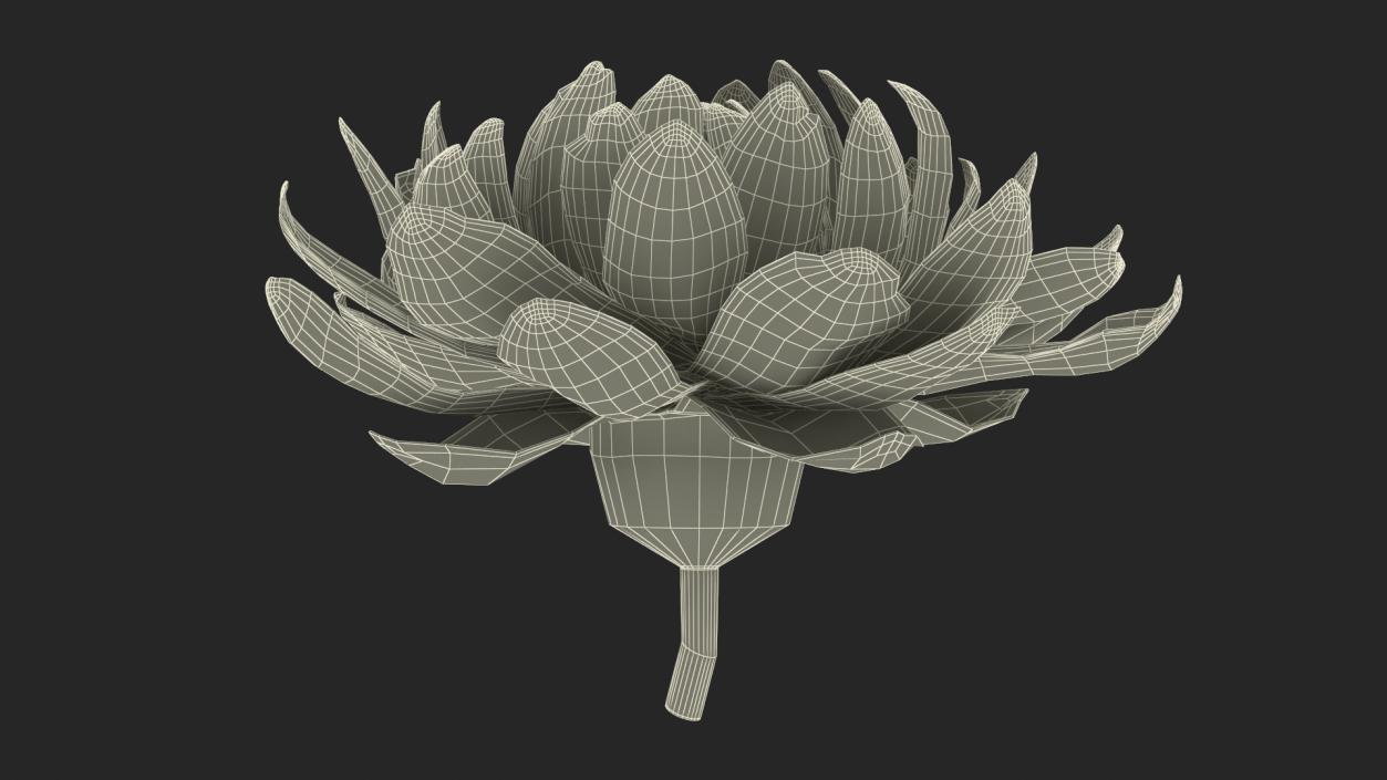 3D model Flower Victoria Amazonica