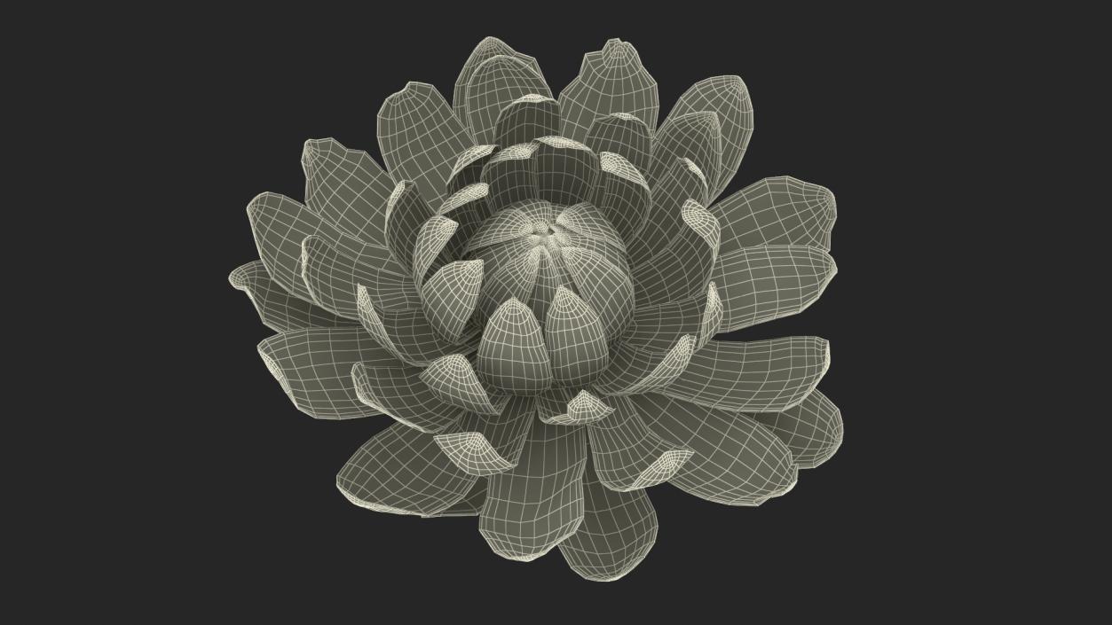 3D model Flower Victoria Amazonica