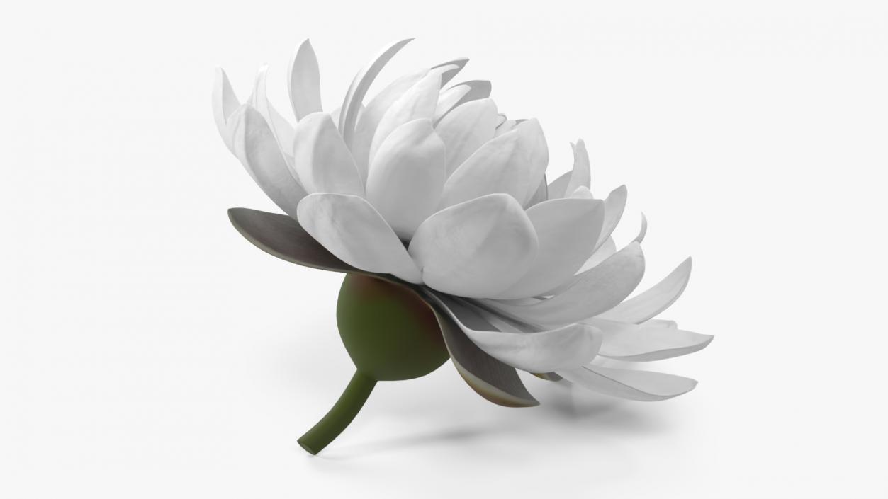 3D model Flower Victoria Amazonica