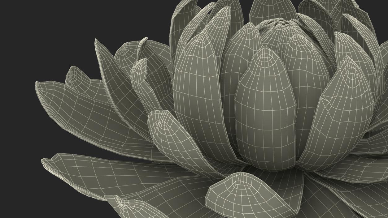 3D model Flower Victoria Amazonica