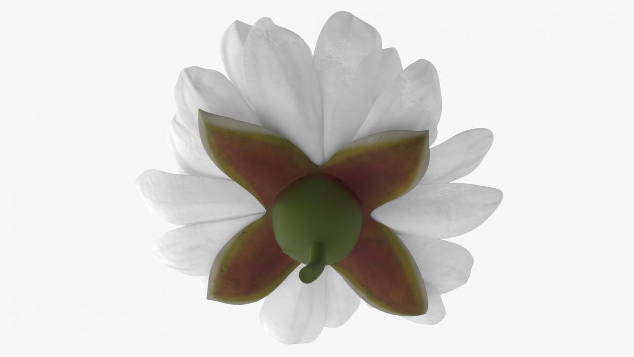 3D model Flower Victoria Amazonica