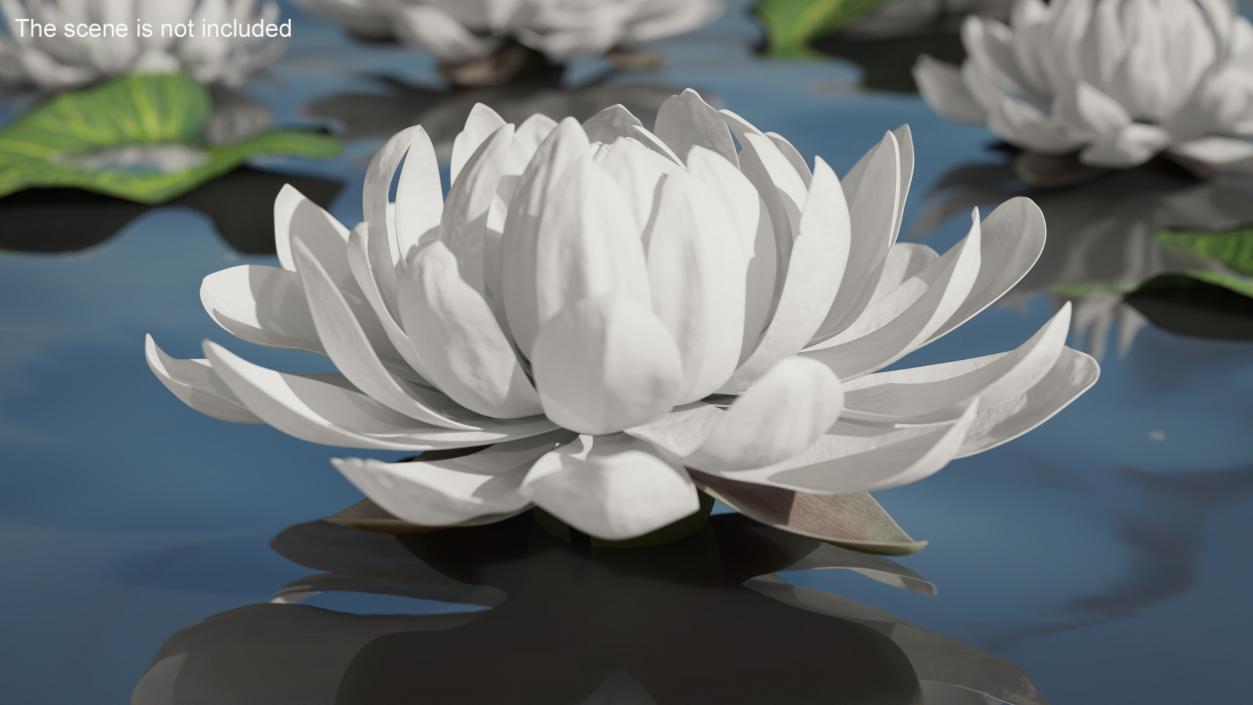 3D model Flower Victoria Amazonica