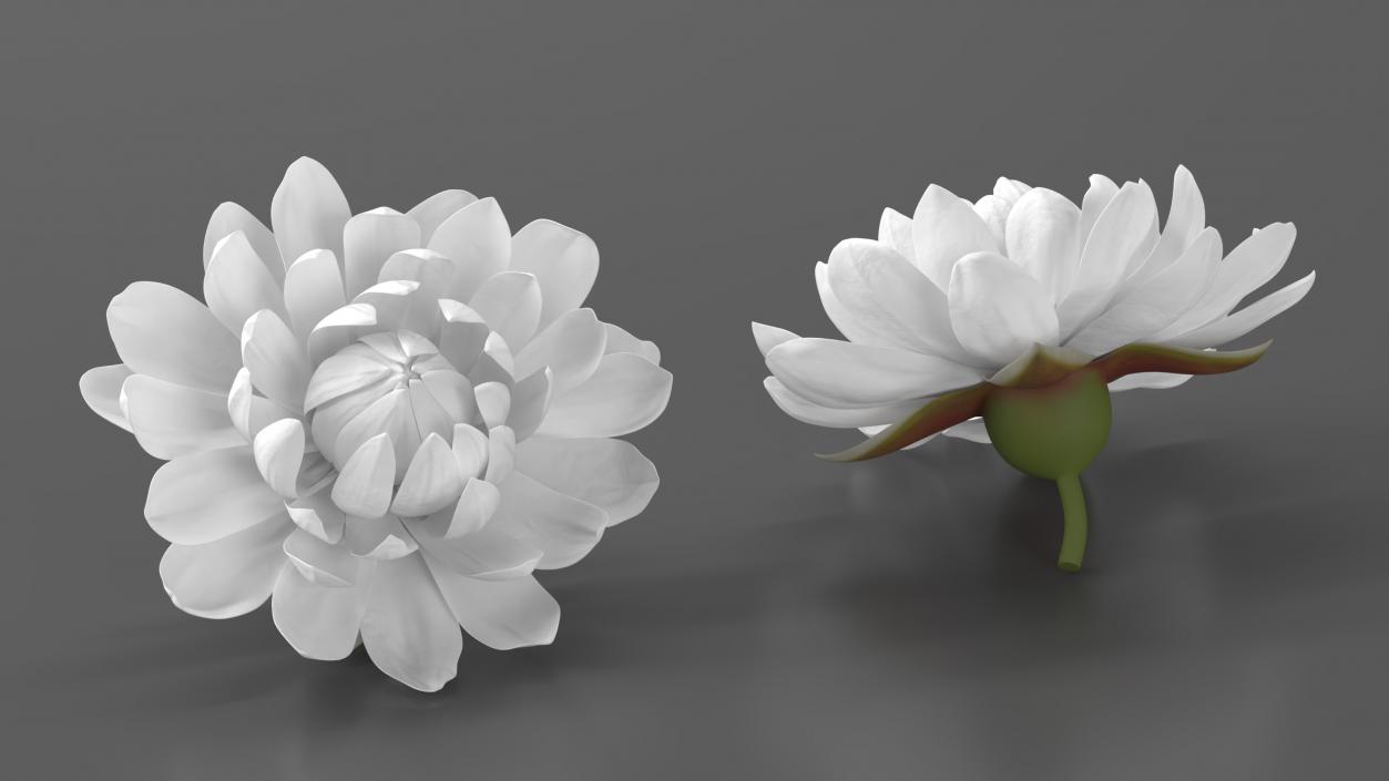 3D model Flower Victoria Amazonica