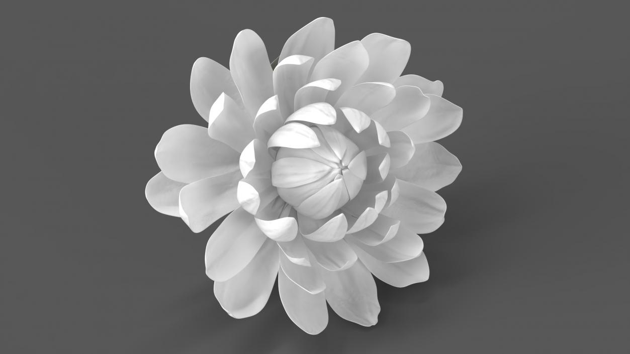 3D model Flower Victoria Amazonica