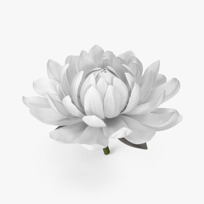 3D model Flower Victoria Amazonica