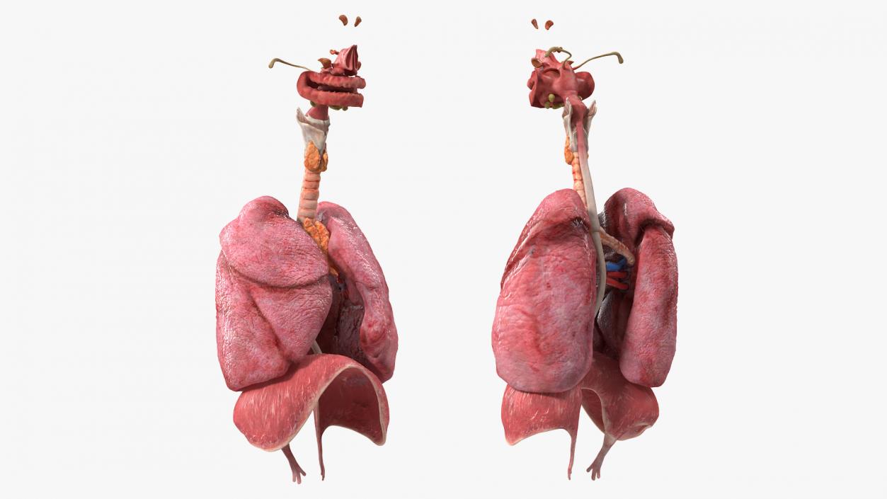 3D model Female Respiratory System