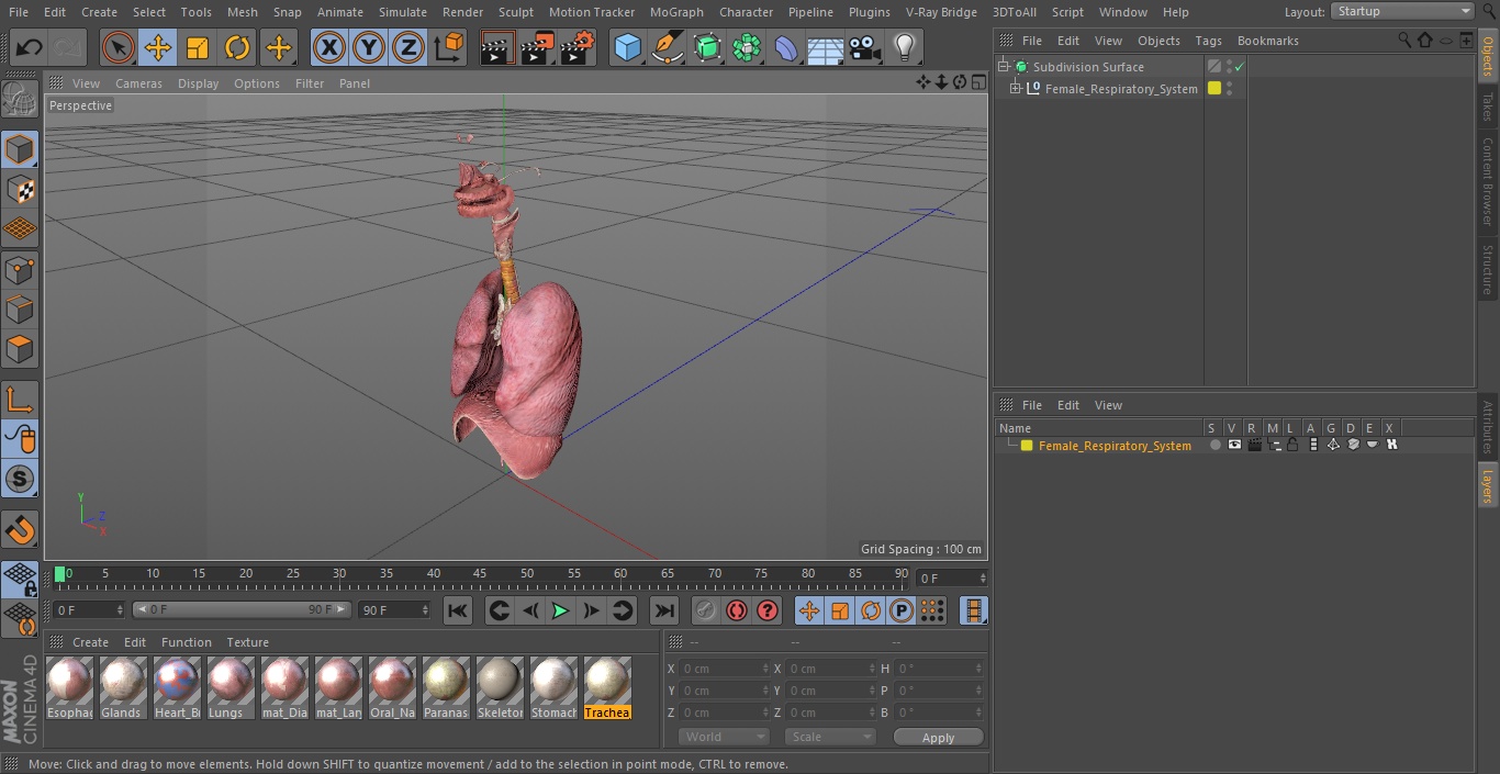 3D model Female Respiratory System