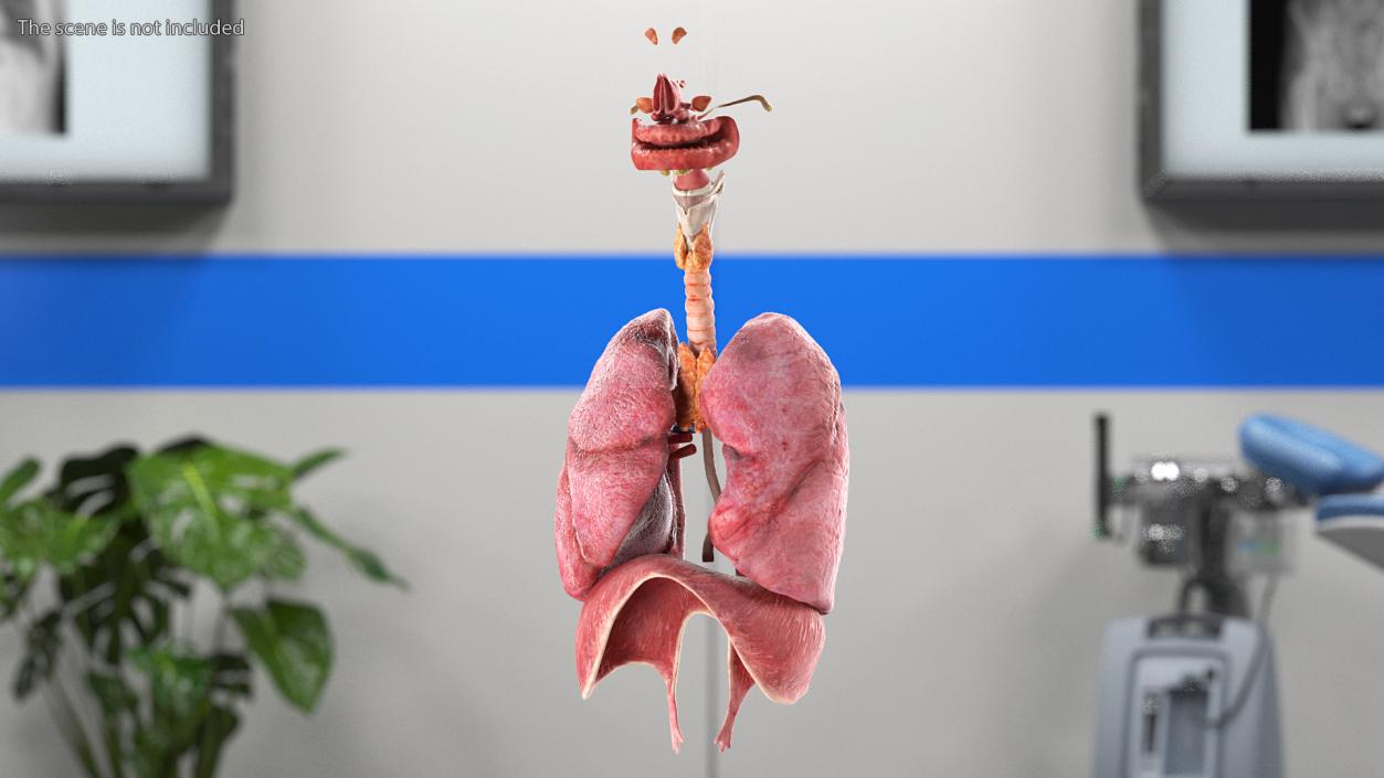 3D model Female Respiratory System