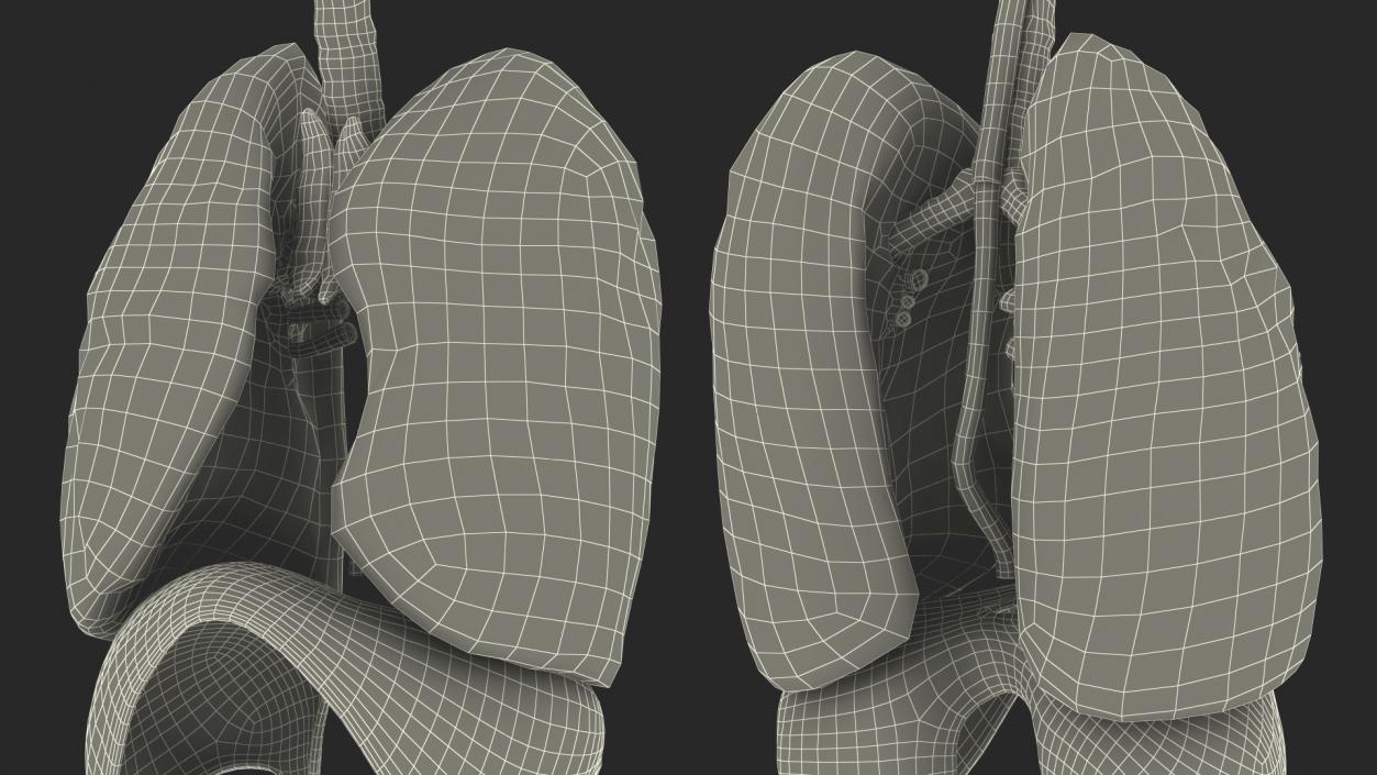 3D model Female Respiratory System