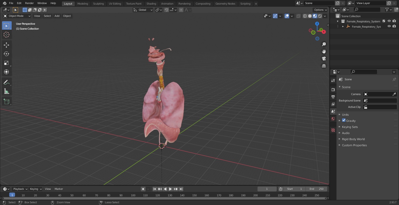 3D model Female Respiratory System