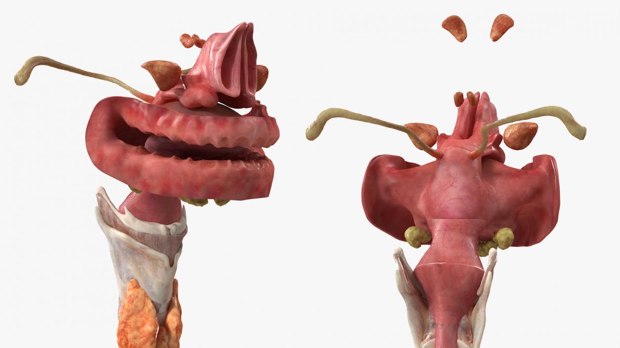 3D model Female Respiratory System