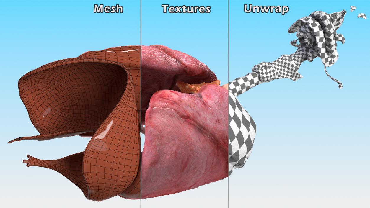 3D model Female Respiratory System