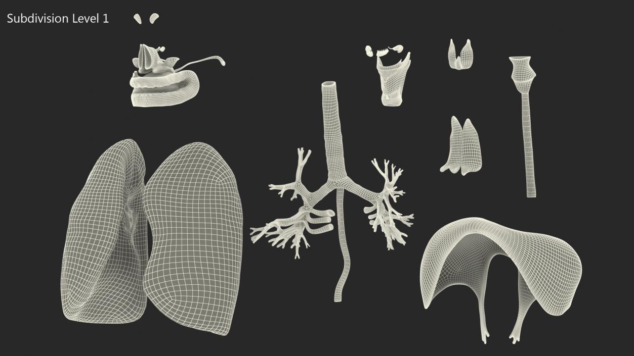 3D model Female Respiratory System