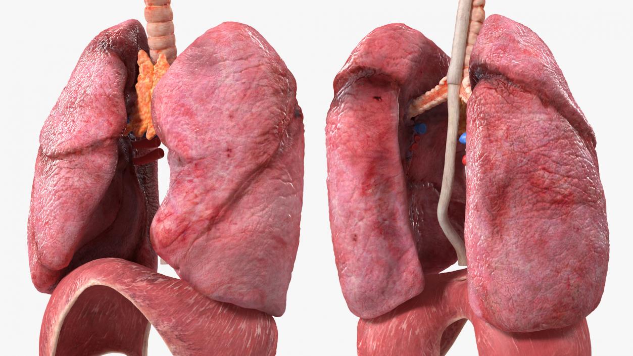 3D model Female Respiratory System