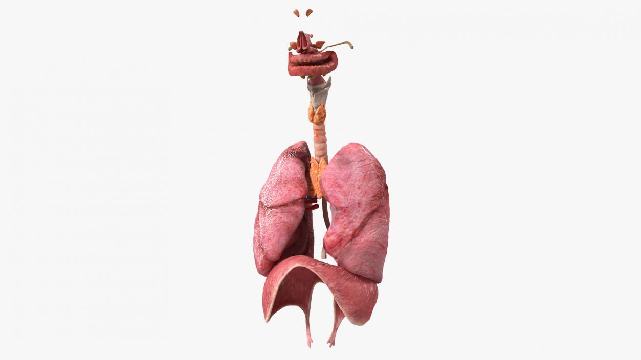 3D model Female Respiratory System