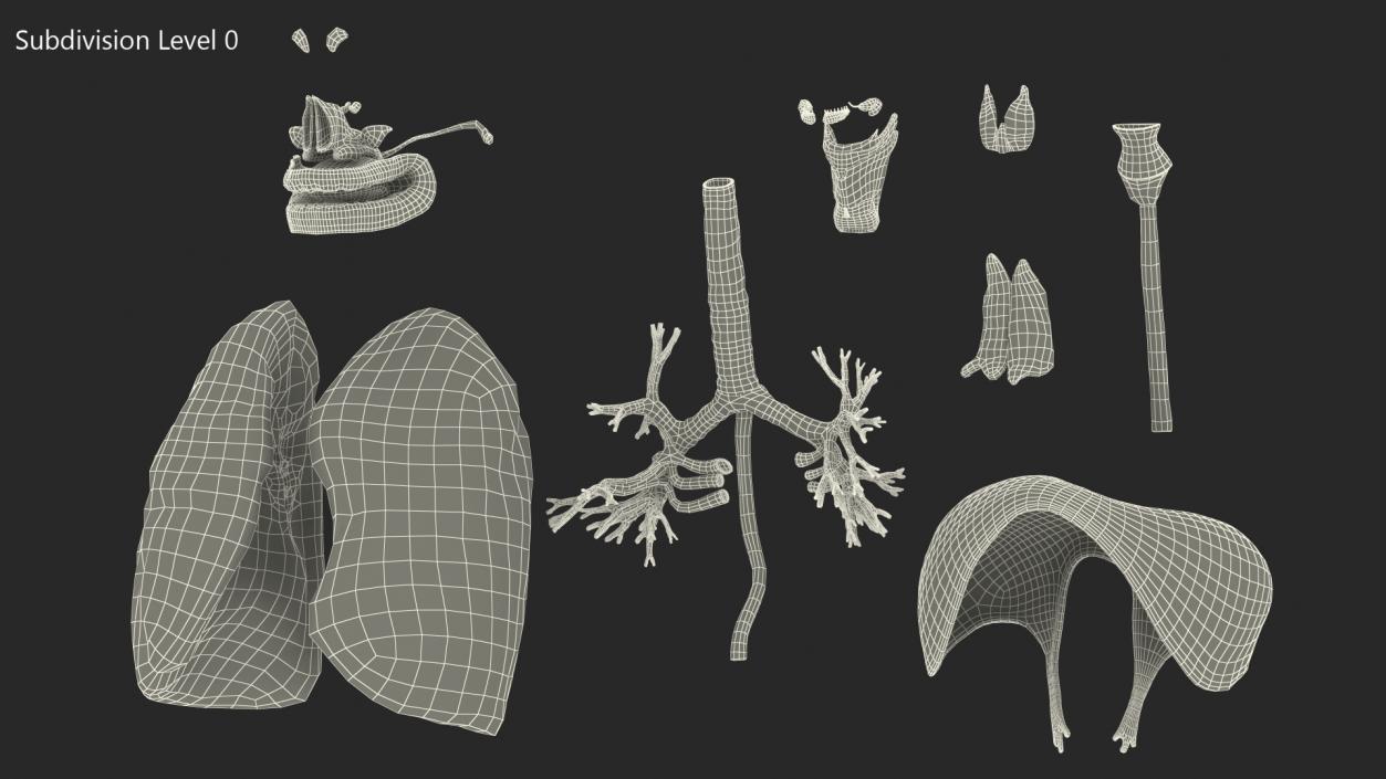 3D model Female Respiratory System