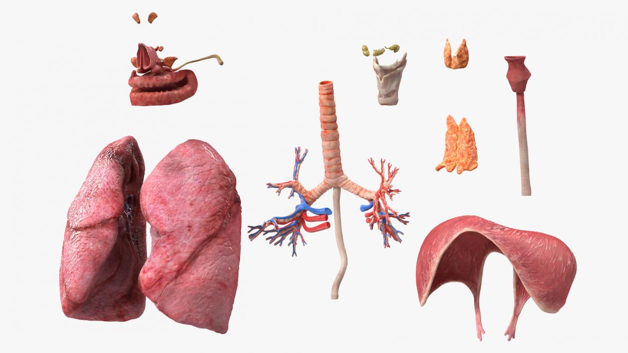 3D model Female Respiratory System