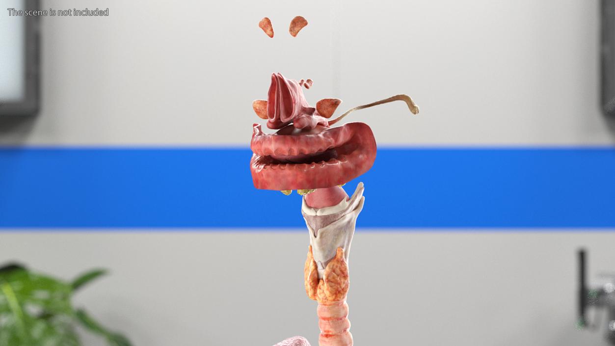 3D model Female Respiratory System