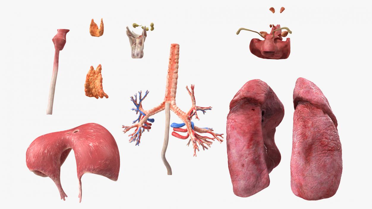 3D model Female Respiratory System