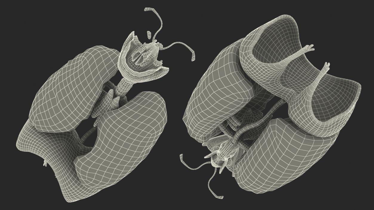 3D model Female Respiratory System