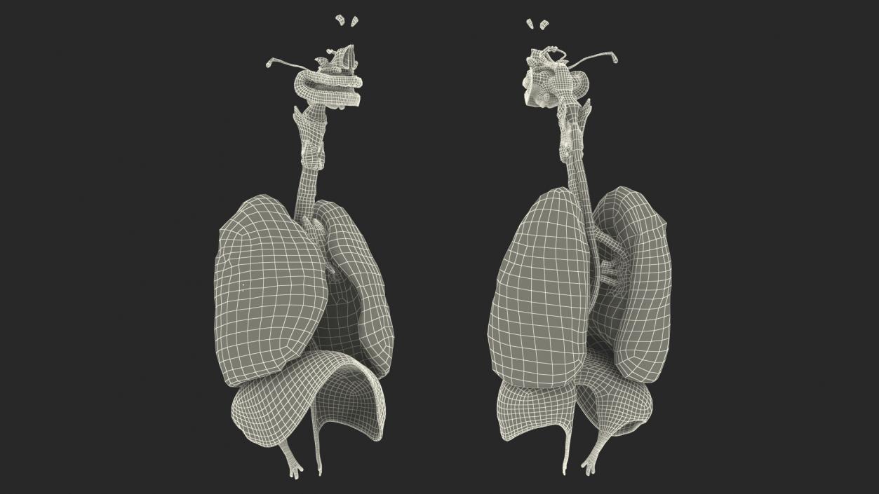 3D model Female Respiratory System