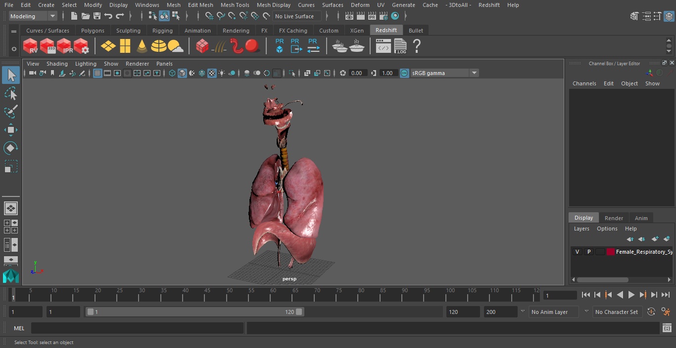 3D model Female Respiratory System