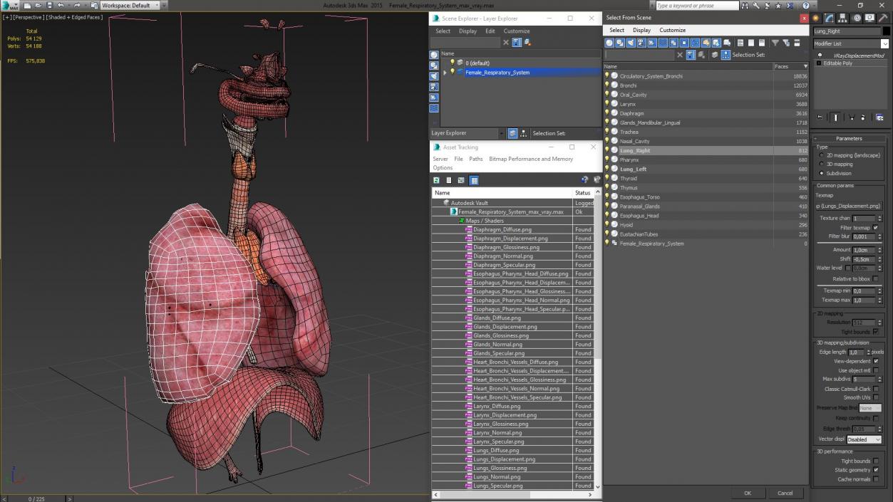 3D model Female Respiratory System