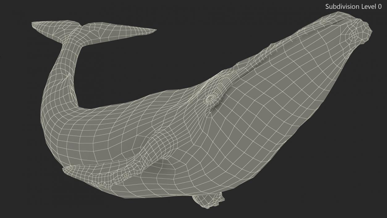 3D Sea Animal Old Blue Whale Swimming Pose Fur model