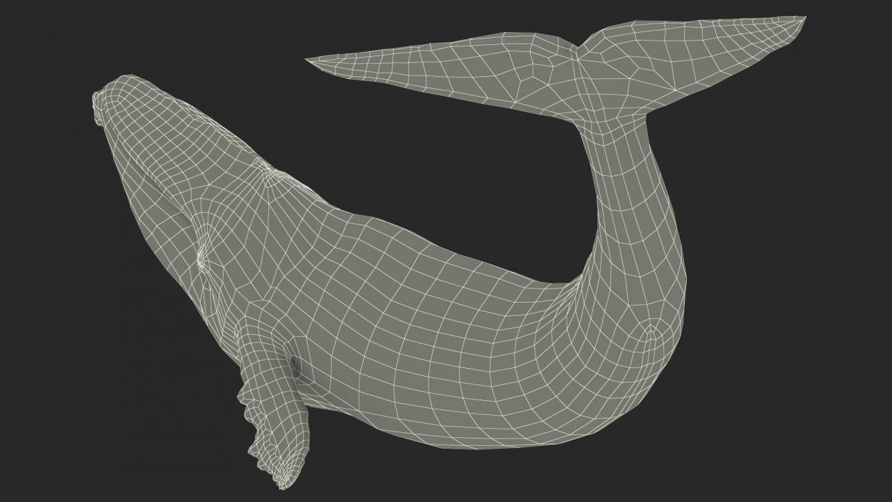 3D Sea Animal Old Blue Whale Swimming Pose Fur model