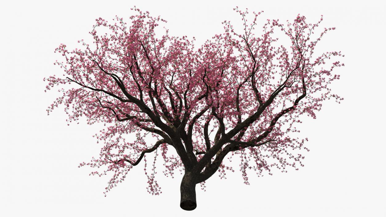 Blooming Peach Tree 3D model