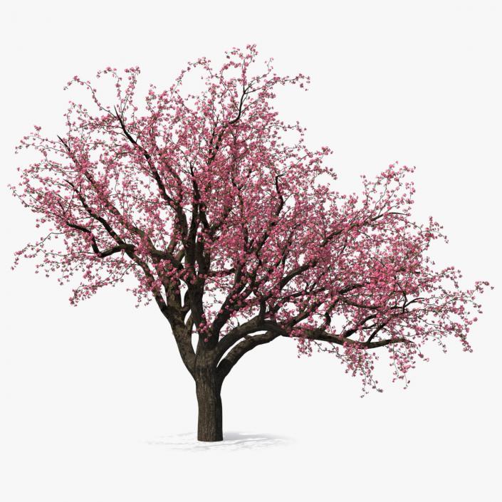 Blooming Peach Tree 3D model