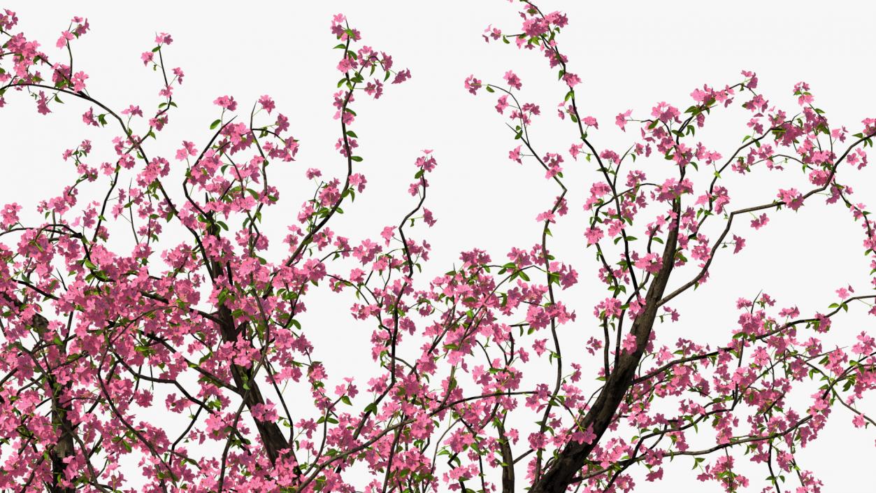 Blooming Peach Tree 3D model