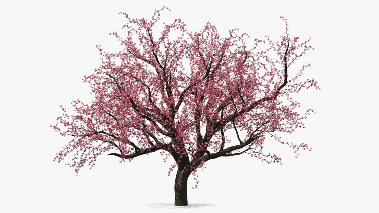 Blooming Peach Tree 3D model