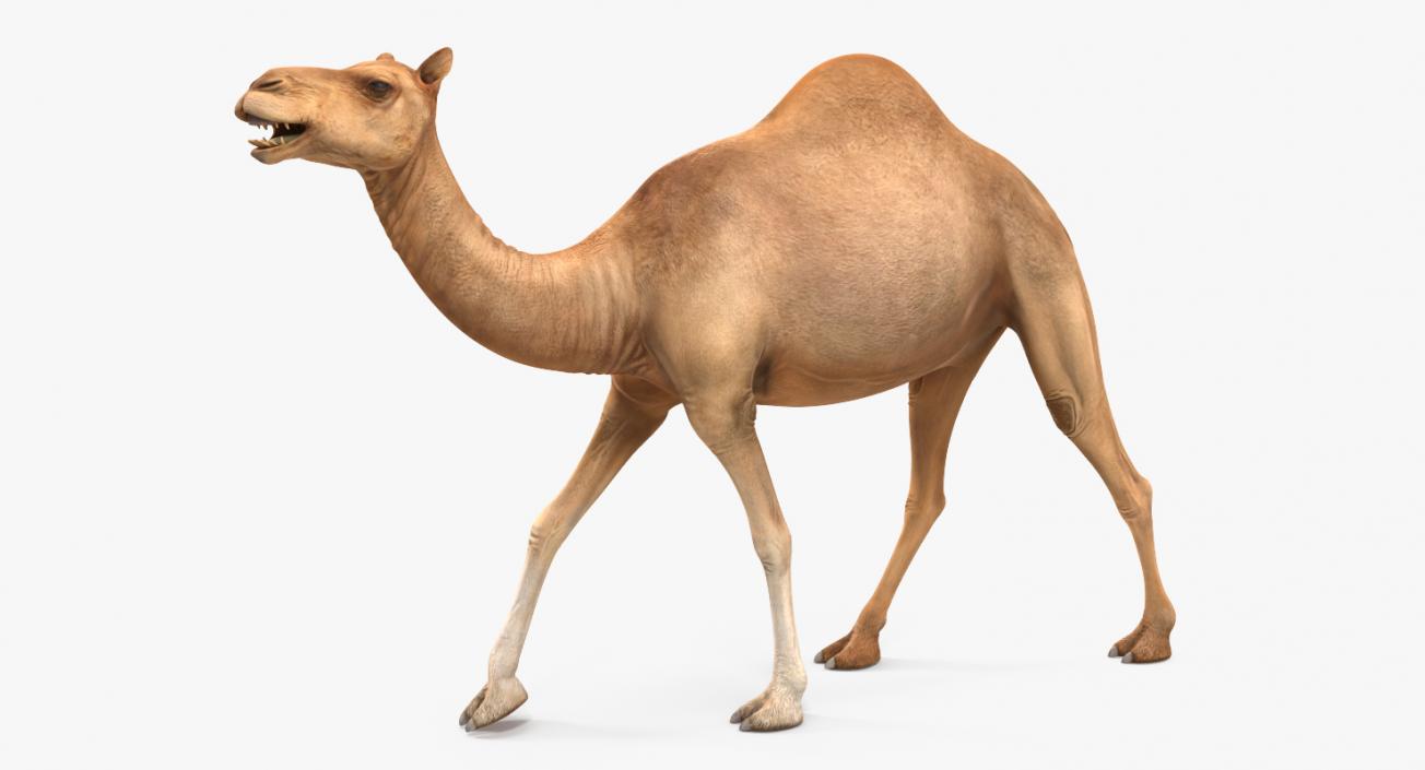 Camel Rigged 3D