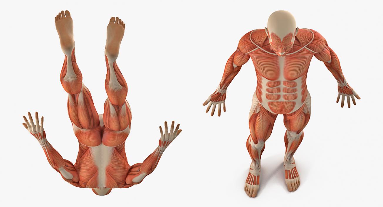 3D Male Anatomy Muscular System model