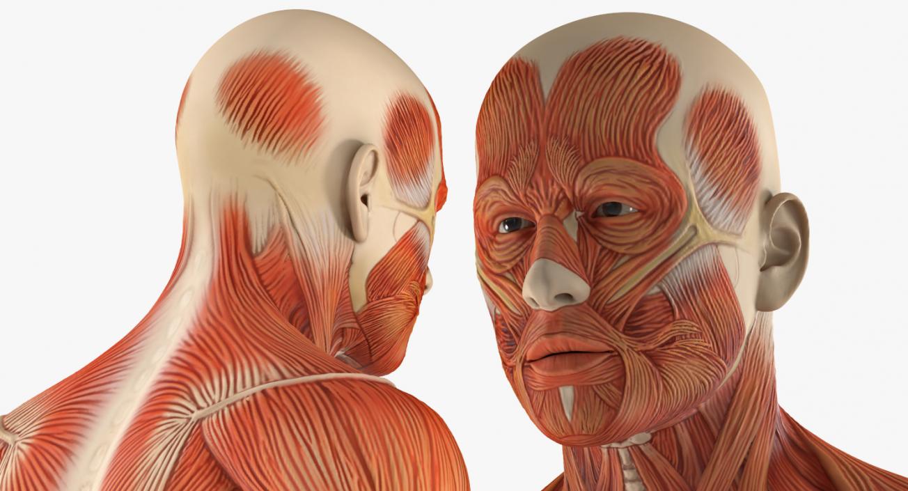 3D Male Anatomy Muscular System model