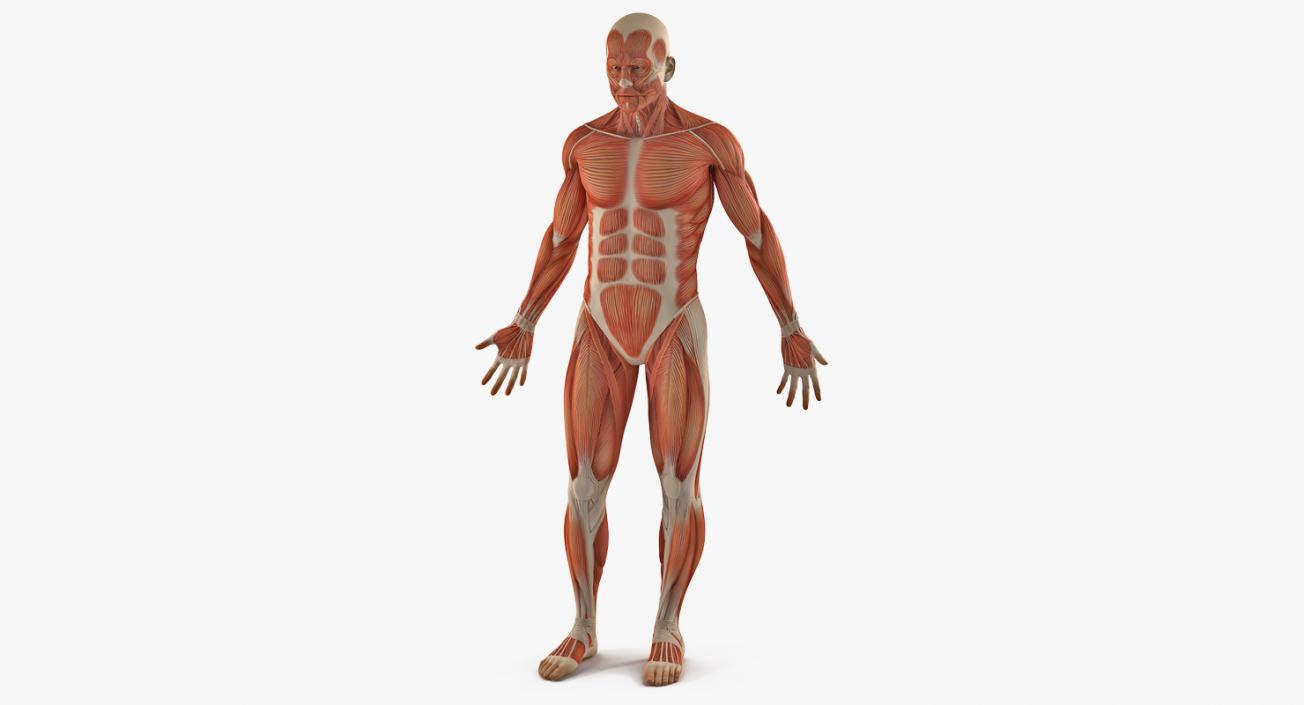 3D Male Anatomy Muscular System model