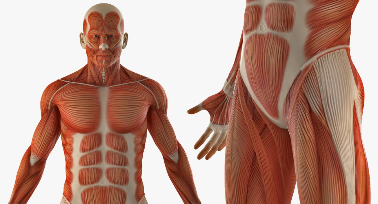 3D Male Anatomy Muscular System model