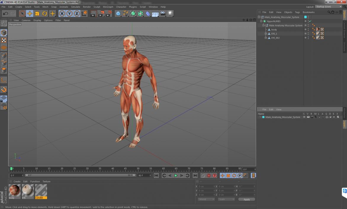 3D Male Anatomy Muscular System model