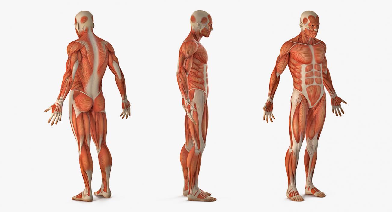 3D Male Anatomy Muscular System model