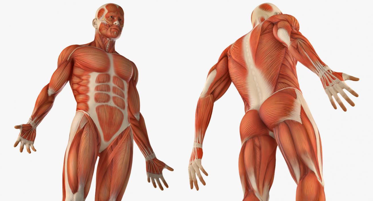 3D Male Anatomy Muscular System model