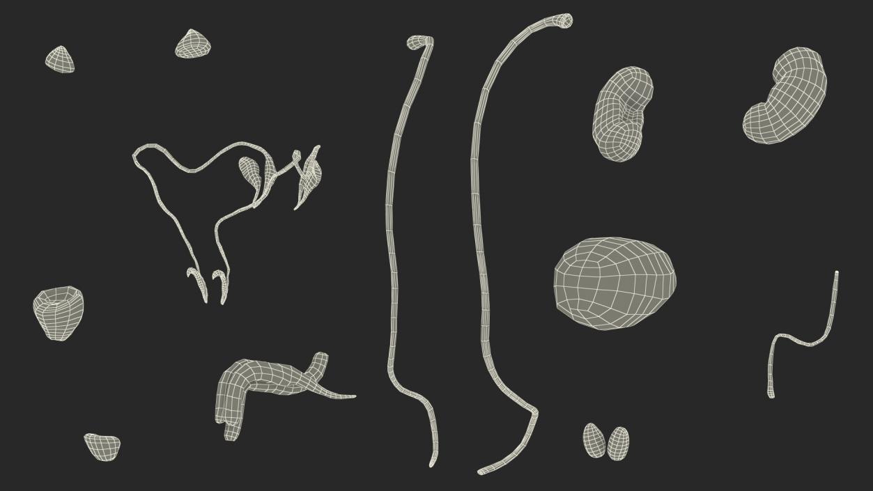 3D Male Reproductive System 2