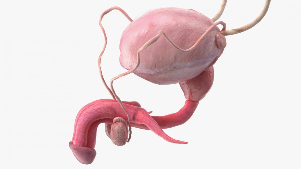 3D Male Reproductive System 2